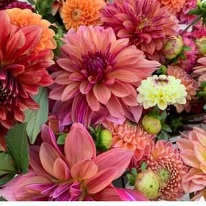 Meet your Posher, Susan